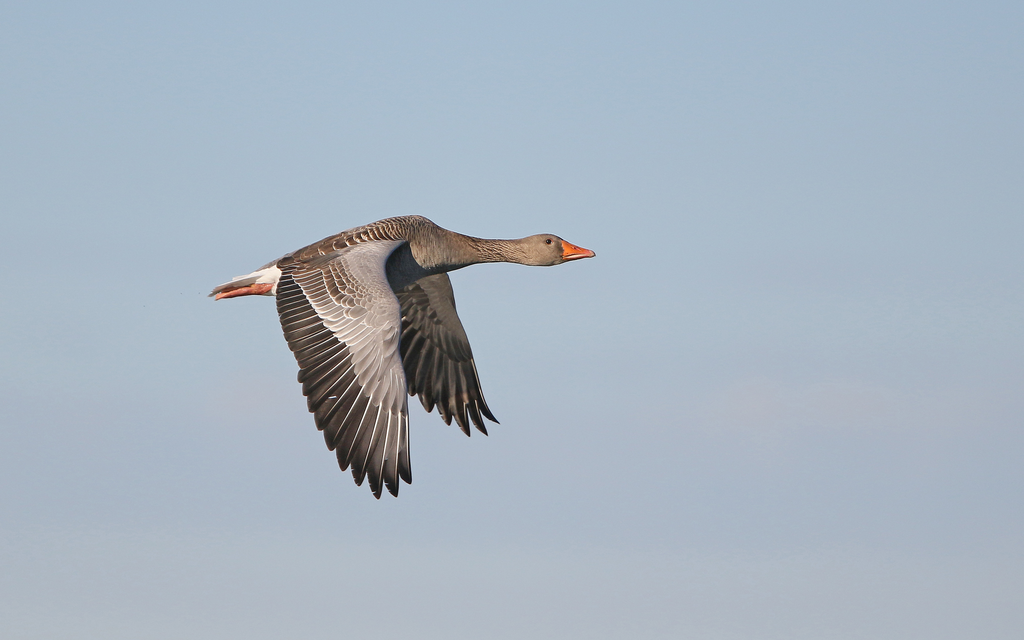 Greylag Goose flying